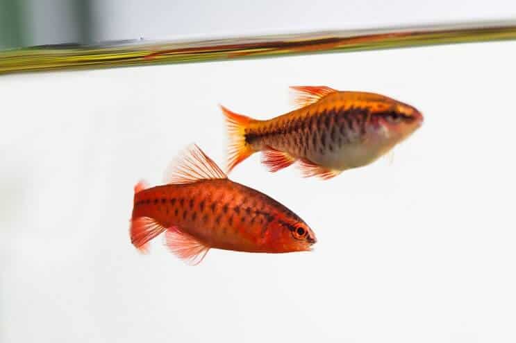 Aparência Cherry Barb