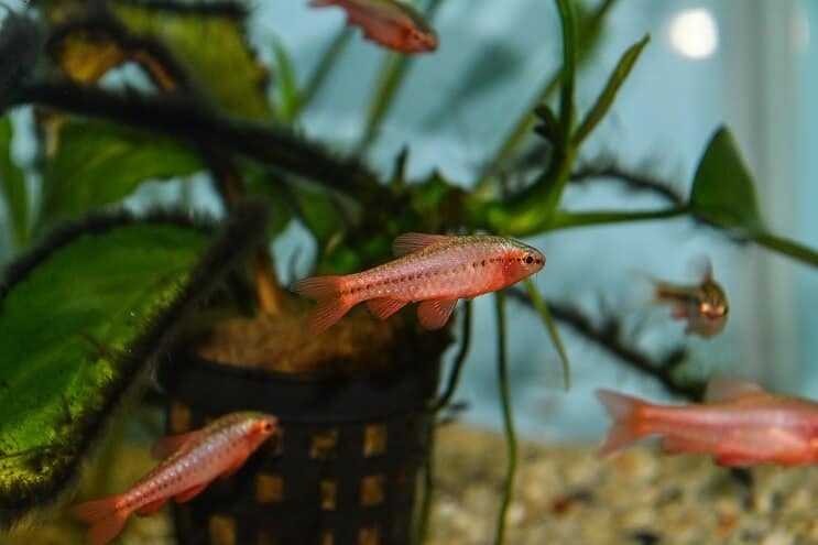 Cherry Barb Juvenil