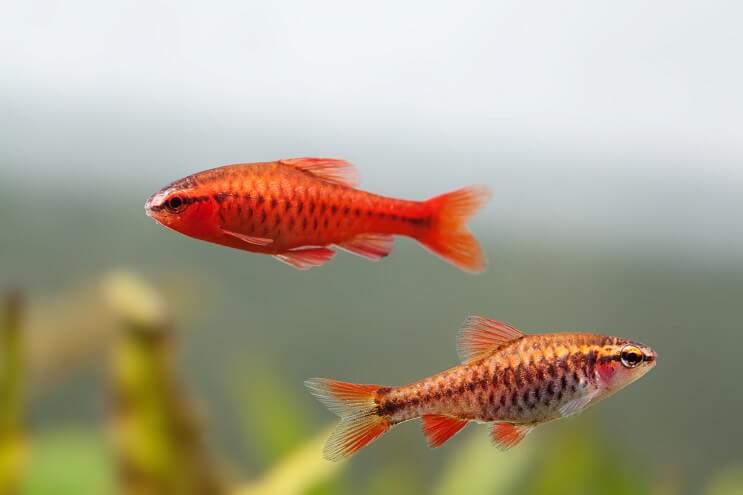 Cereja Barb masculino e feminino