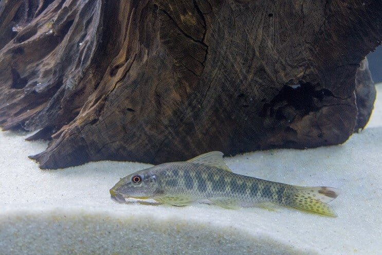 Habitat comedor de algas chinesas