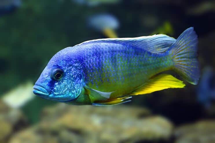 Cichlid Pavão