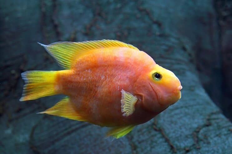 Blood Parrot Cichlid Care