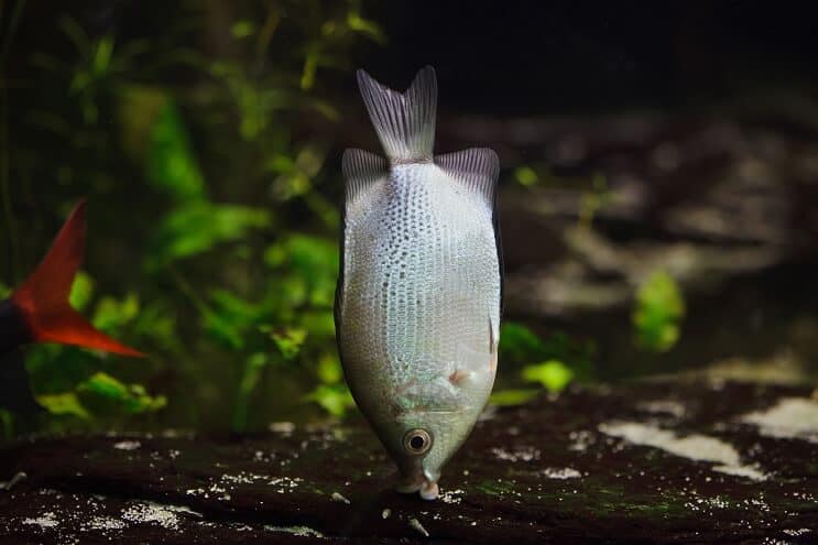 Habitat de beijos gourami