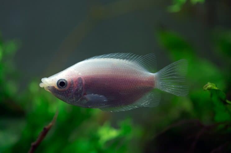 Beijando Gourami Tank Mates