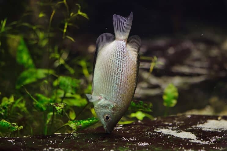 Dieta do Gourami do Beijo