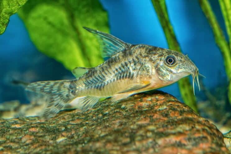 Aparência de Cory Catfish