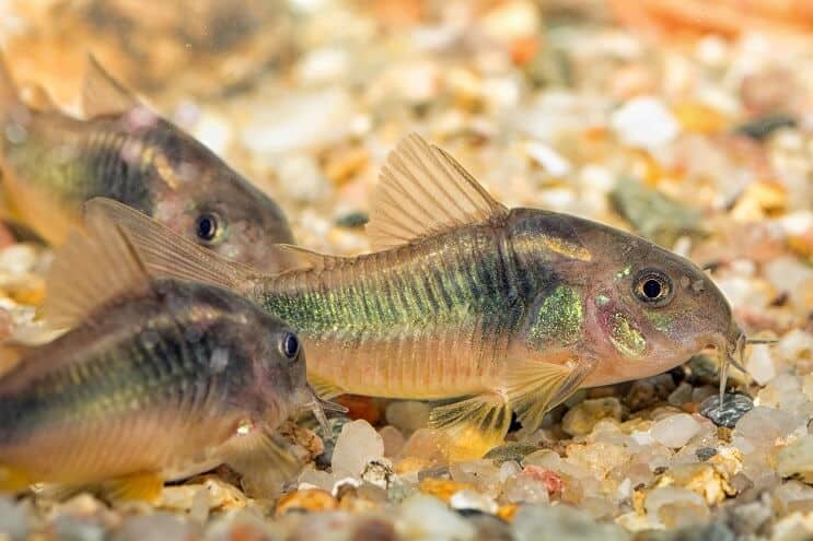 Cory Catfish Verde