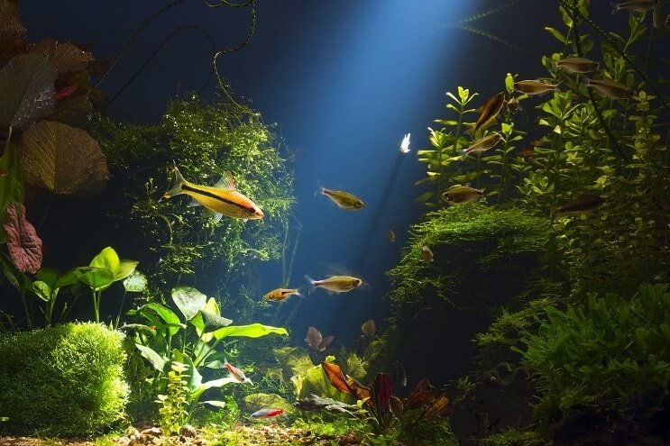 Habitat de peixe-gato cori