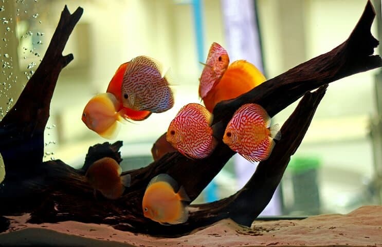 Habitat de peixes-disco