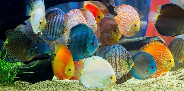 Peixe disco