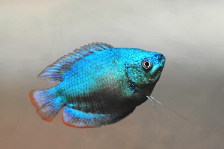 Aparência de anão gourami