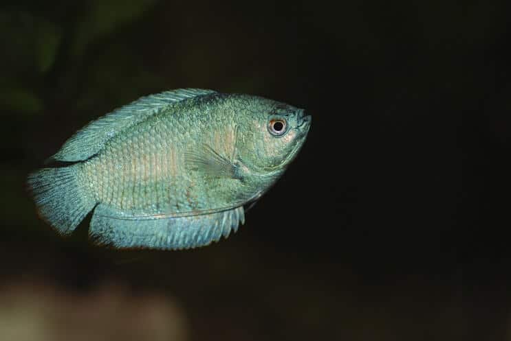 Gourami anão nadando
