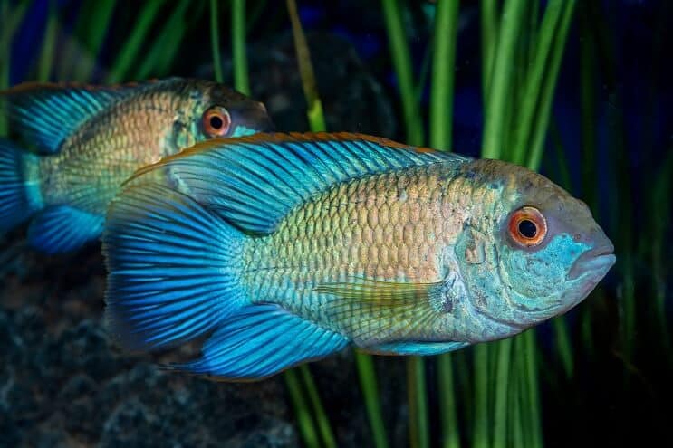 Aparência de Acara Azul Elétrico