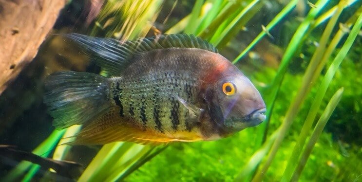 Cichlid Banded