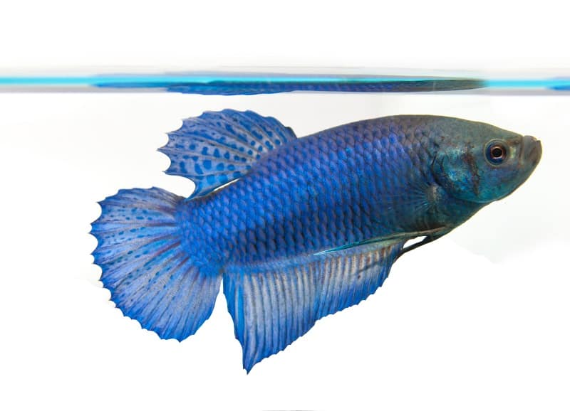 peixe betta fêmea
