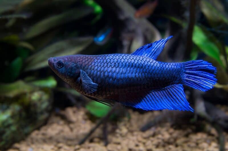 Peixe Betta Fêmea