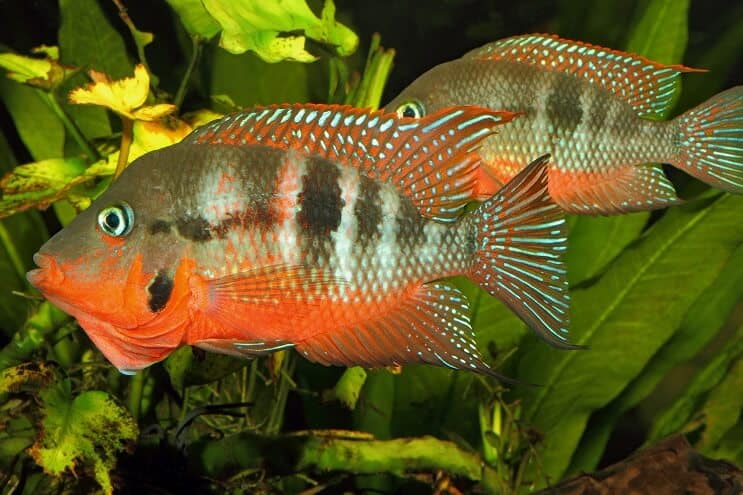 Firemouth Cichlid Masculino e Feminino