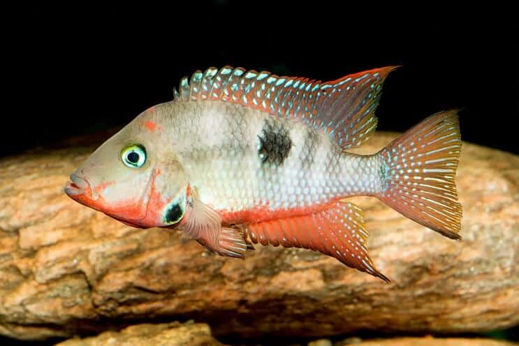 Cichlid Firemouth