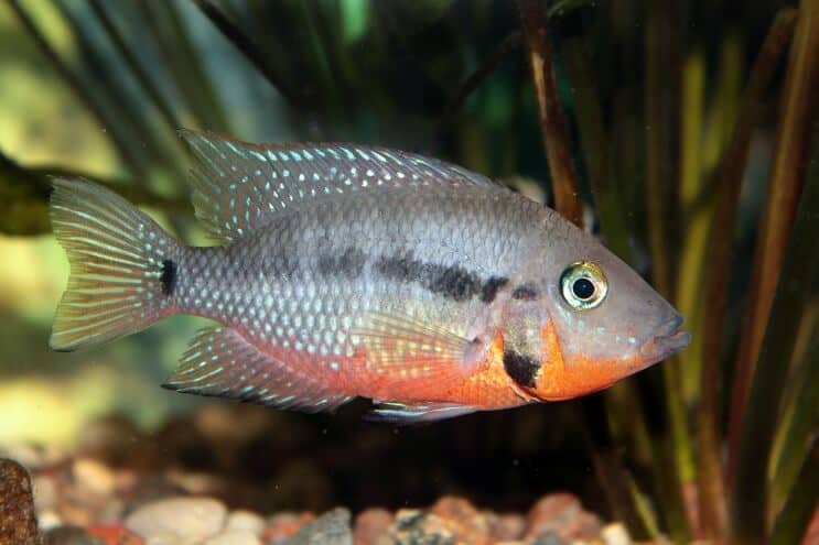 Alimentação de Cichlid Firemouth