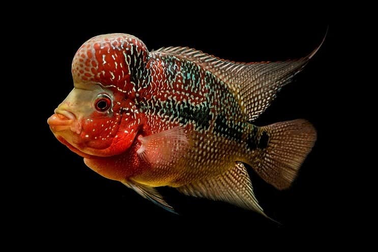 Aparência do ciclídeo Flowerhorn