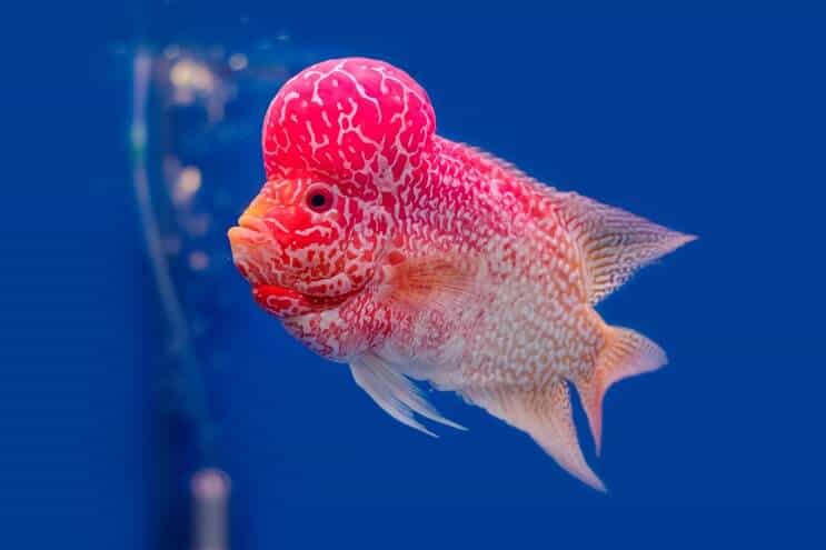 Visão geral dos ciclídeos de Flowerhorn