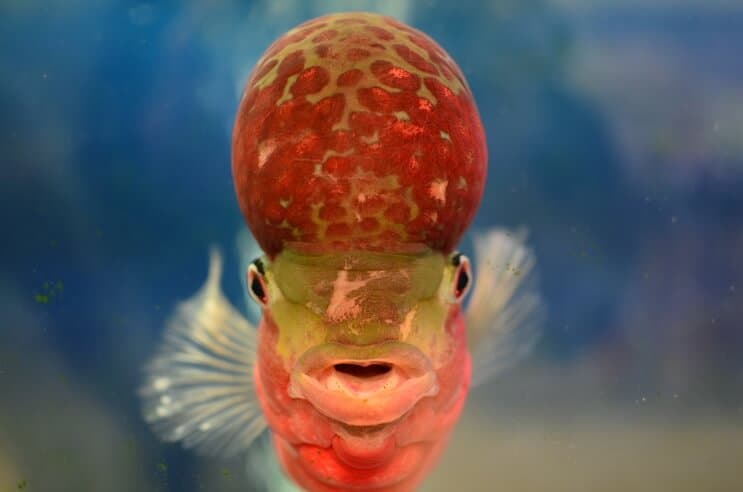 Flowerhorn Cichlid de frente