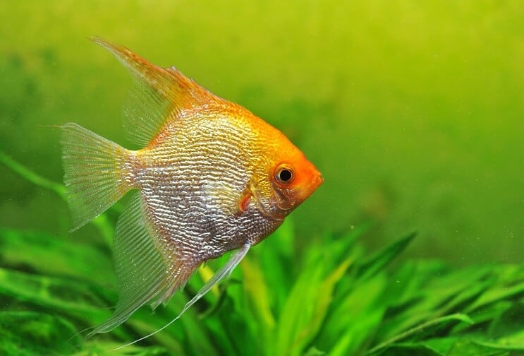 Gold Angelfish