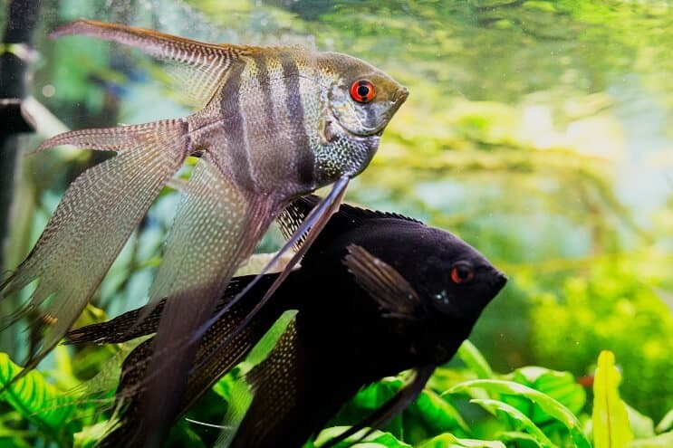 Habitat Angelfish
