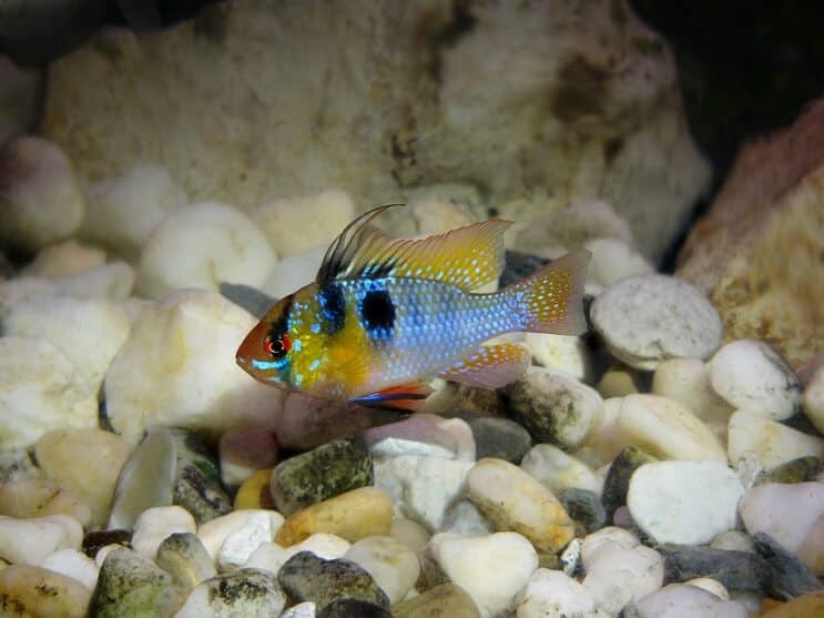 Carneiro Azul Alemão