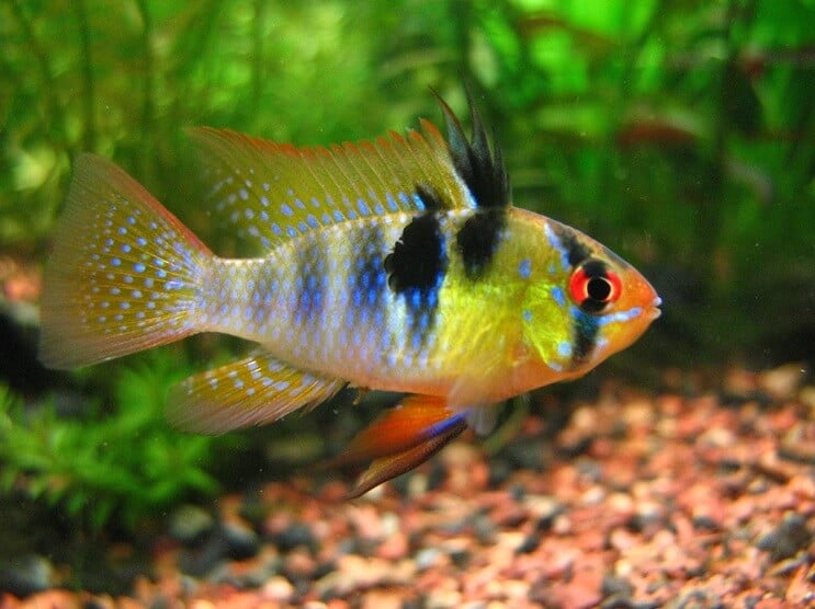 Natação de carneiro azul alemão