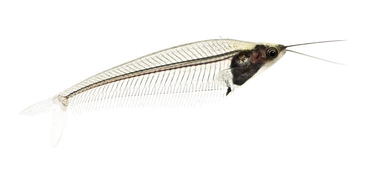 Aparência de Glass Catfish