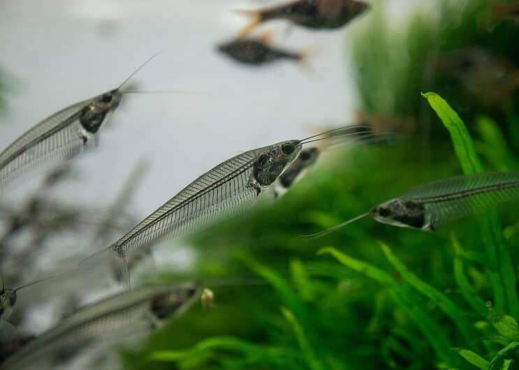 Peixe-gato de vidro em um aquário