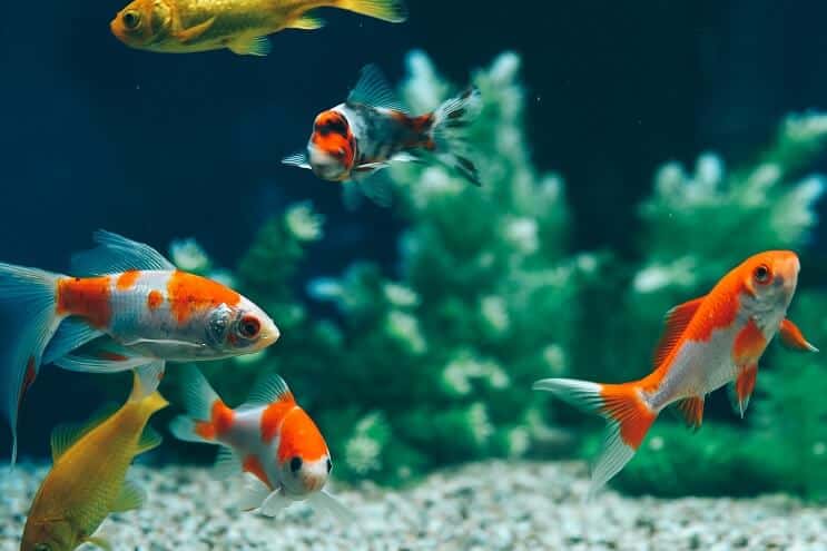 Goldfish Comum