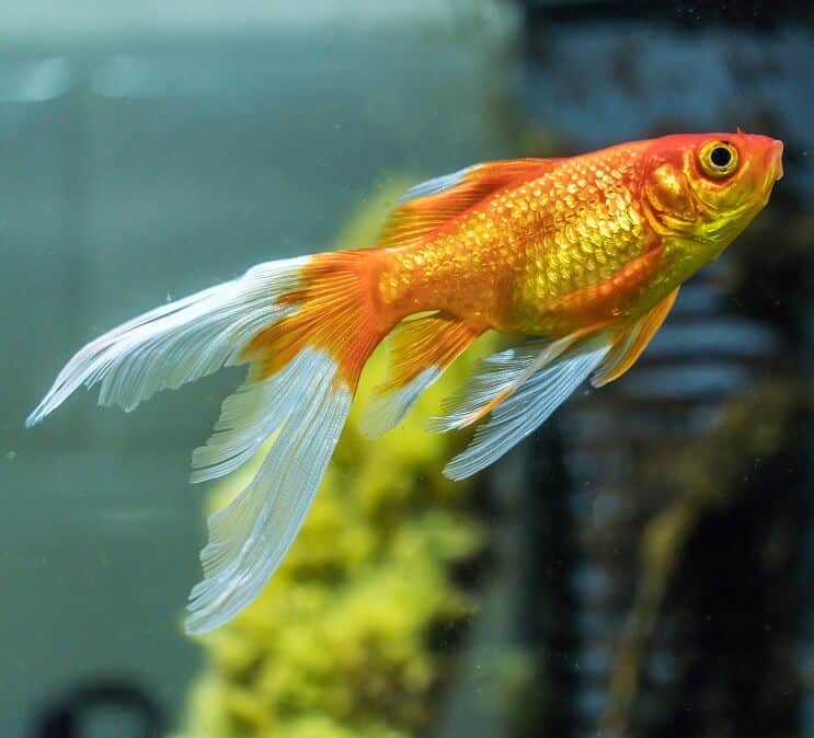 Cometa Goldfish