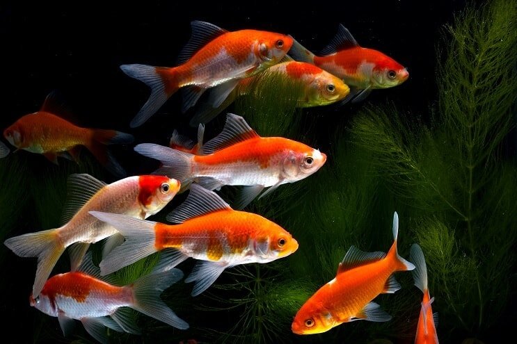 Koi Goldfish