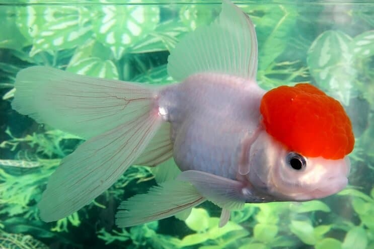 Oranda Goldfish