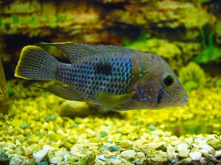 Cichlidae Terror Verde
