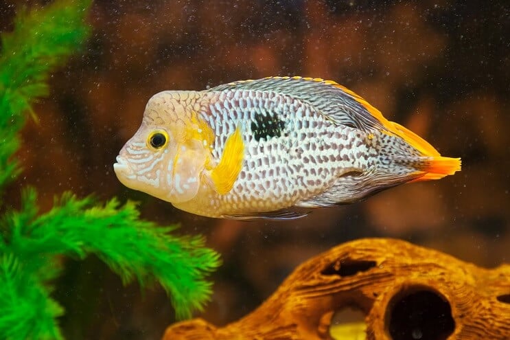 Peixe Terror Verde