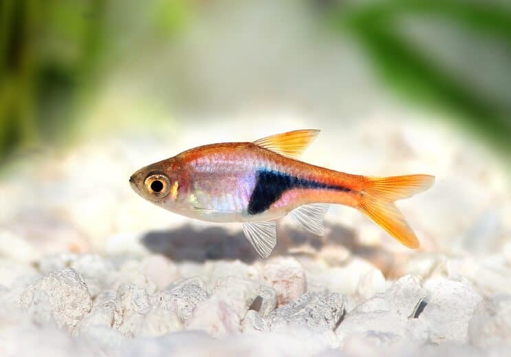 Aparência Harlequin Rasbora
