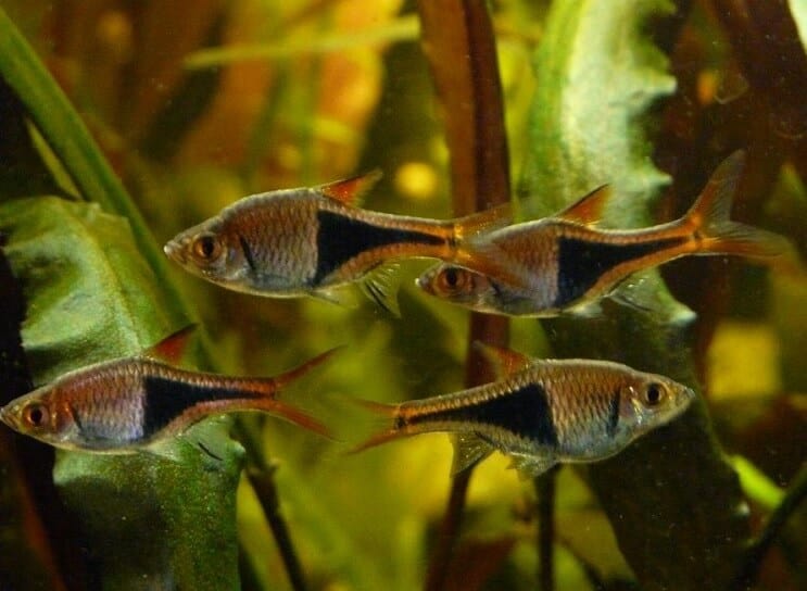 Condições do tanque Harlequin Rasbora
