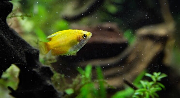 Gourami de mel do pôr do sol