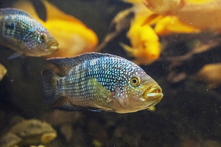 Jack Dempsey Fish Aparência