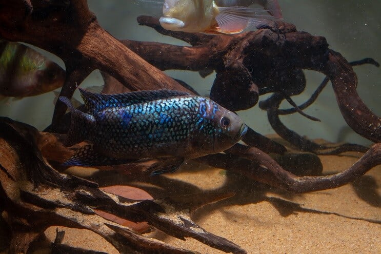 Condições do tanque Jack Dempsey