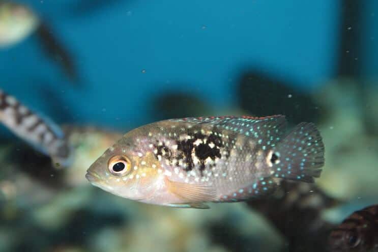 Peixe Jack Dempsey Juvenil
