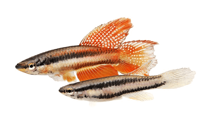 Par de Red Killifish de Lagos