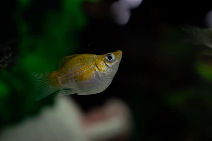 Balão Molly Fish