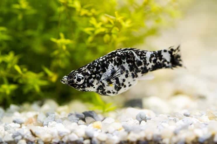 Peixe Molly Dálmata