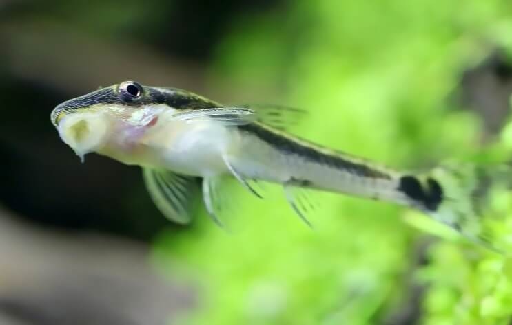 Otocinclus preso no tanque
