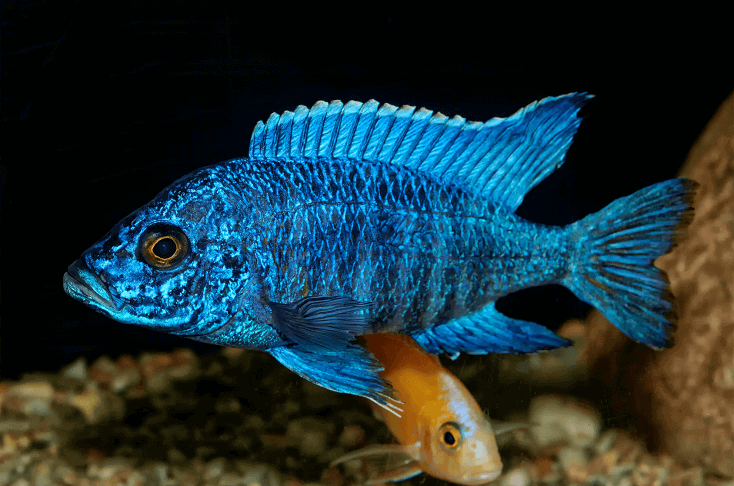 Peixe Aulonocara