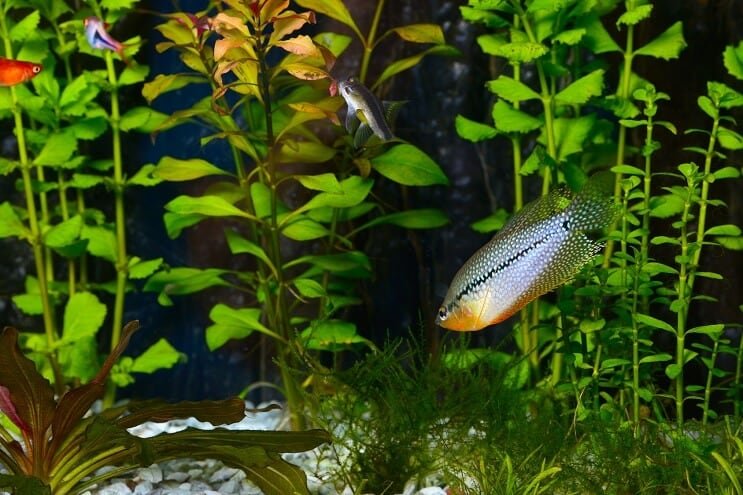 Pearl Gourami em um aquário